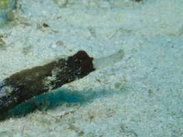 Whitenose Pipefish IMG 4530